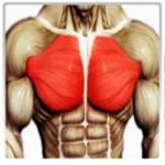 Logo of Best Chest Workout android Application 